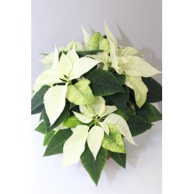 Monilatvainen iso joulutähti, punainen/valkoinen