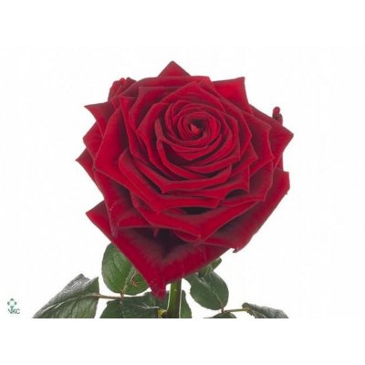 Punainen ruusu 70cm