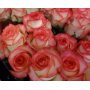 Jumilia ruusu 70cm