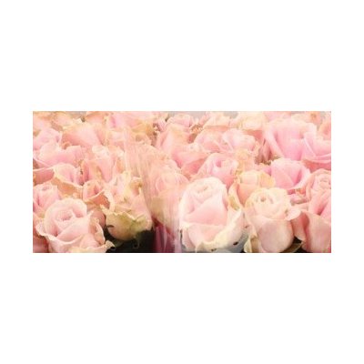 Ruusu Pink Avalance, 70cm