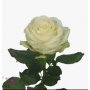 Ruusu Avalance, 70cm