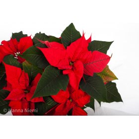 Joulutähti monilatvainen, punainen