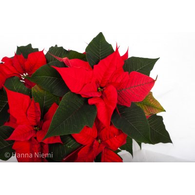 Joulutähti monilatvainen, punainen